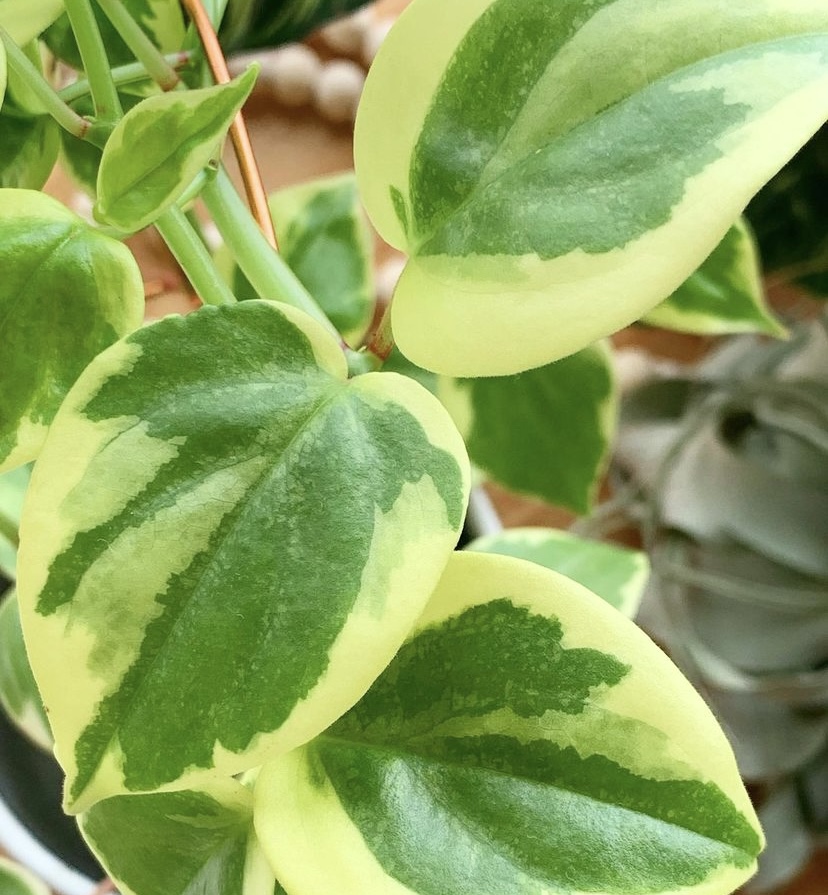 Peperomia scandens 'variegata' leaves close up