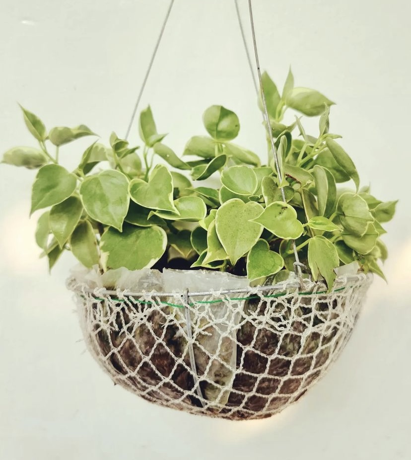 cupid peperomia plant in a hanging basket