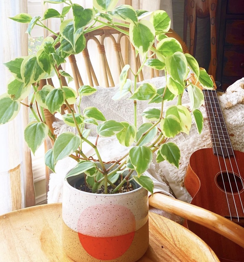 cupid peperomia plant on a small round trellis